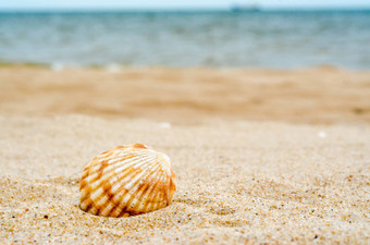 明亮的条纹海壳牌石英沙子蓝色的水