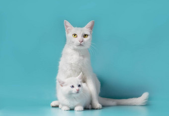 白色小猫妈妈。绿松石背景
