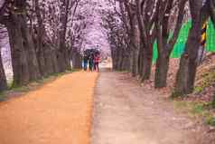 首尔韩国4月seoul’s樱桃花朵节日合唱团