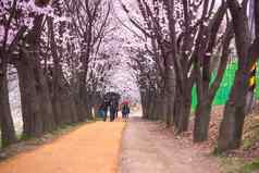 首尔韩国4月seoul’s樱桃花朵节日合唱团