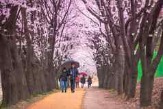 首尔韩国4月seoul’s樱桃花朵节日合唱团