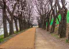首尔韩国4月seoul’s樱桃花朵节日韩国美丽的风景摄影师首尔韩国4月