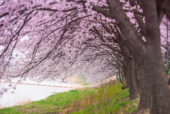 <strong>樱</strong>桃开花春天软焦点<strong>樱花季</strong>节韩国背景