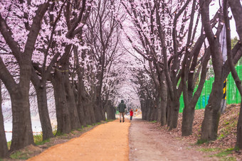 首尔<strong>韩国</strong>4月seoul’s樱桃花朵节日<strong>韩国</strong>美丽的风景摄影师首尔<strong>韩国</strong>4月