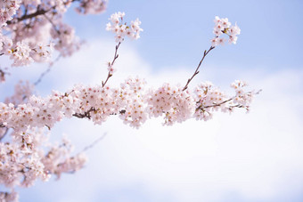 樱桃开花春天软焦点<strong>樱花季</strong>节韩国背景