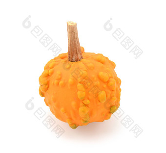 迷你明亮的橙色疣葫芦秋天感恩节装饰