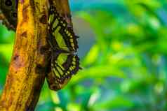 特写镜头孔雀石蝴蝶喝水果色彩斑斓的美丽的昆虫热带specie美国