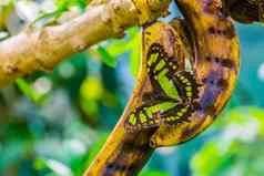 特写镜头孔雀石蝴蝶开放翅膀色彩斑斓的美丽的昆虫异国情调的specie美国