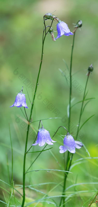 花<strong>雨</strong>