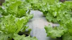 绿色有机生菜花园清洁有机农业概念