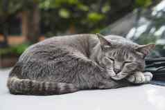可爱的睡觉猫泰国首页宠物La2车国内动物概念