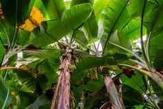 天空视图香蕉树植物热带植物specie亚洲自然园艺背景