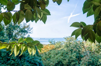 海和天空视图绿色叶子树分支