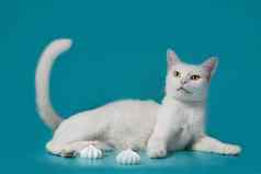 白色满足猫谎言绿松石背景蛋白派