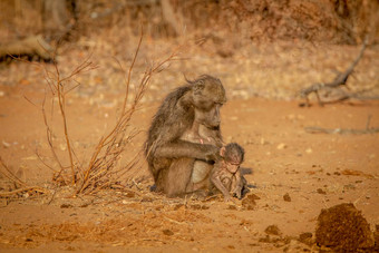 大狒狒狒狒妈妈。婴儿坐着