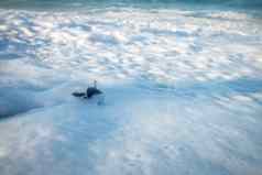 绿色海乌龟人工孵化的海滩