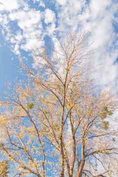 色彩斑斓的黄色的枫木秋天叶子只树秋天季节达拉斯