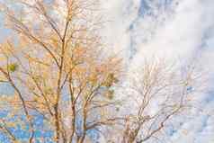 色彩斑斓的黄色的枫木秋天叶子只树秋天季节达拉斯