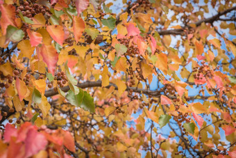 绿色橙色黄色的红色的秋天叶子颜色布拉德福德梨梨卡勒里亚纳树美国