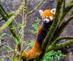特写镜头红色的熊猫攀爬树濒临灭绝的动物specie亚洲