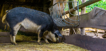 吞下大肚子的曼加里察猪吃有流驯养的交叉品种匈牙利