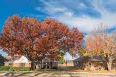 单故事平房房子郊区达拉斯明亮的秋天树叶颜色