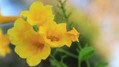 美丽的黄色的花盛开的明亮的黄色的花花背景黄色的花纹理背景特写镜头黄色的花树
