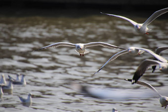 关闭集团海鸥传播翅膀漂亮的飞翔