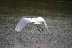 美丽的白鹭飞行红树林森林白鹭飞水回来视图白鹭飞行