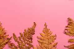秋天蕨类植物叶子孤立的粉红色的背景水平定向简约风格