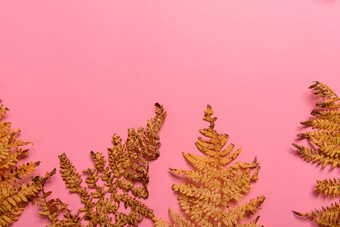 秋天蕨类植物叶子孤立的粉红色的背景水平定向<strong>简约风</strong>格
