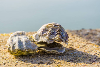 牡蛎贝壳特写镜头海洋海滩背景海洋生活动物壳牌