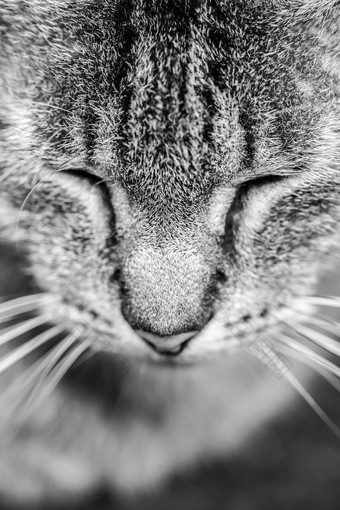 特写镜头肖像虎斑猫黑色的白色关闭眼睛困了猫的想法壁纸