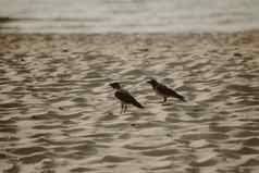 乌鸦飞行低桑迪海滩波罗的海海