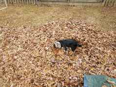 黑色的狗棕色（的）叶子蓝色的防水布