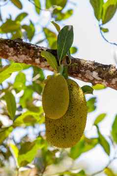菠萝蜜面包果异叶植物马达加斯加