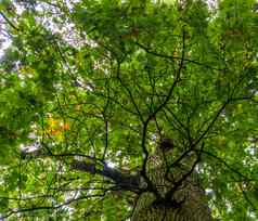 天空视图橡木树绿色黄色的树叶早期秋天常见的植物specie