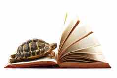 乌龟阅读书白色背景