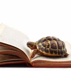 乌龟阅读书白色背景