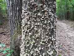 白色蘑菇真菌日益增长的树森林