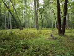 绿色蕨类植物植物森林森林树