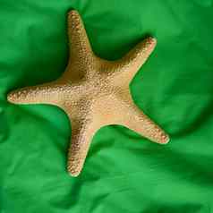 大海星软绿色织物