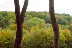 秋天景观色彩斑斓的树森林
