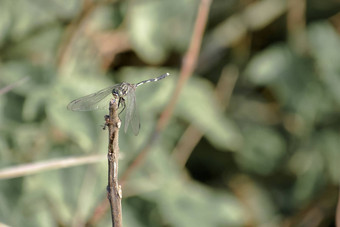 蜻蜓豆娘昆虫蜻蜓目infraorder差翅亚目蚱蜢家庭多方面的眼睛强大的双透明的打补丁的翅膀野生动物主题行为自然背景