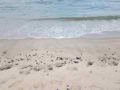 海洋水波沙子海滩海岸贻贝贝壳