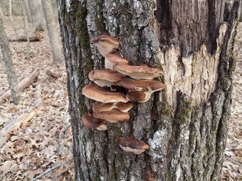 棕色（的）蘑菇日益增长的腐烂的树树干