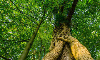 特写镜头融合树树干利斯博斯森林布雷达荷兰树日益增长的