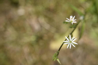 小白色花形状明星特写镜头