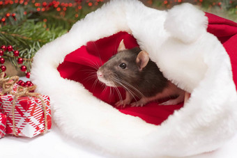 可爱的白色国内老鼠一年的装饰可爱的老鼠坐着圣诞老人的他盒子礼物一年装饰一年可爱的老鼠老鼠特写镜头照片日历