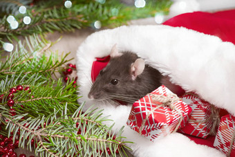可爱的白色国内<strong>老鼠</strong>一年的装饰可爱的<strong>老鼠</strong>坐着圣诞老人的他盒子礼物一年装饰一年可爱的<strong>老鼠老鼠</strong>特写镜头照片日历